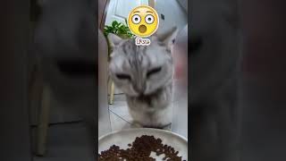 You Wont Believe How This Cat Eats [upl. by Ailehc]