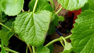 Broad Leaf Thyme  Cuban Oregano  UK [upl. by Kussell]