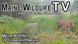 Maine Wildlife  Trail Cam  Up Close and Natural  Deer  Fawn  Bear  Coyote  Bobcat [upl. by Bello267]