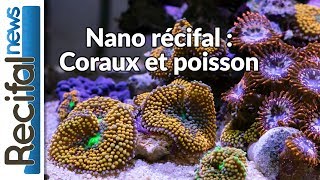 VLOG6 Axel  on fait le point sur le Nano Récifal [upl. by Manning]