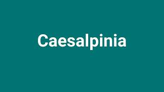 Caesalpinia Meaning and Pronunciation [upl. by Okir740]