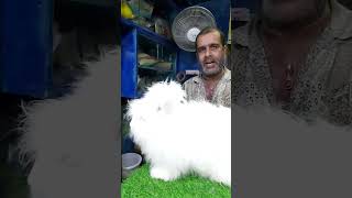 Durga Puja Offer Angora Rabbit at Cheap Price  Limited Stock shorts shortsfeed 15th Sep 2024 [upl. by Slyke]