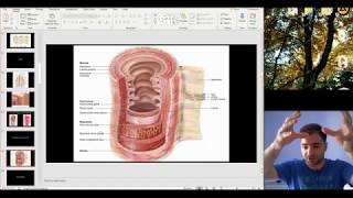 Histology of the Digestive system part 1 [upl. by Liagabba]