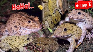 🐸Boing Boing web catching frogs🐸flying and Jumping Part 6 [upl. by Nance]