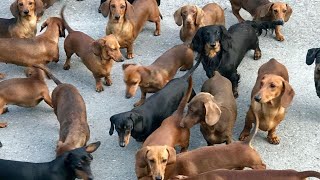 Funny mini wiener dogs Try Not to laugh videos compilation 2021  funny Mini Dachshund dogs videos [upl. by Esinwahs]