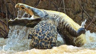 Jaguar vs Crocodile  Jaguar brutally mudering crocodile compilation [upl. by Ynohtnaleahcim]