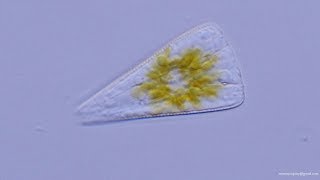 Diatomea Licmophora  Diatom [upl. by Gnoh]