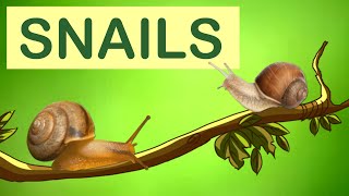 Snails  Snail Animal Facts  The Wonderful World of Invertebrates [upl. by Eidnyl488]