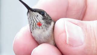 Wildlife Wednesday Fascinating Facts About Hummingbirds [upl. by Carew]