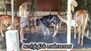 பண்ணையில் ஒரு நாள் 😇🥵🌊❄💦💨🌪கார்த்திக் பண்ணை 9659140942 cowsales kumbakonam gir cowshed hf [upl. by Atiuqin400]