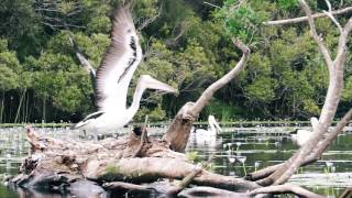 Noosa Everglades with The Discovery Group [upl. by Froehlich]