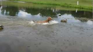 Louter Creek Hunting Poodle quotWhiskeyquot on a water retrieve near the duck blind [upl. by Chappy]