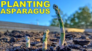 Planting ASPARAGUS From Start To Finish COMPLETE GUIDE [upl. by Severn184]