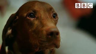 Can dogs tell the time 🐶  Inside the Animal Mind  BBC [upl. by Refennej]