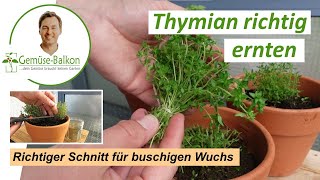 Thymian 🌿 richtig schneiden ✂️ und ernten für buschiges Wachstum 🌴und reiche Ernte [upl. by Atires]