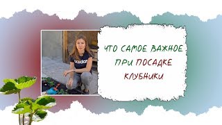 ЧТО САМОЕ ВАЖНОЕ ПРИ ПОСАДКЕ КЛУБНИКИ [upl. by Theall]