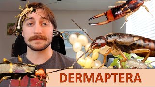 Dermaptera The Earwigs  Order Spotlight [upl. by Eniamat]