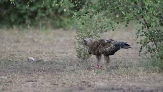 Tal Chappar Booted Eagle on Ground with Spiny Tailed Lizard Final Kill 3 [upl. by Yellat]