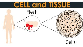 microscopyemergence of cell theorylight microscopecompound microscopeilmkidunyaofficial [upl. by Callean]