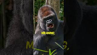 Gorillas Masters of Jungle Communication [upl. by Duong]