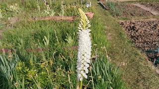 Best plants for insect pollinators Eremurus hymalaicus the Hymalaian foxtail lily care in UK [upl. by Lecrad]