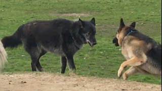 A Huge Wolfdog Scares a German Shepherd [upl. by Anitsenre]