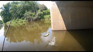 2 Days 7 Species of Fish on the Des Plaines River July 2024 [upl. by Annai92]