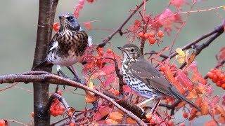 Avifauna Italiana 1 La Cesena Turdus pilaris [upl. by Ainadi]