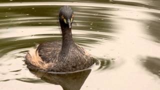 Australasian Grebe Tachybaptus novaehollandiae ♂  Australischer Zwergtaucher [upl. by Linden]