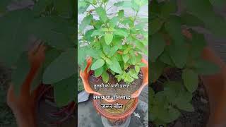 Tulsi Ko Pani dalte samay yah teen Shabd jarur boleviralshort video viralaakruti Singh bhajan 👍👍 [upl. by Asel]