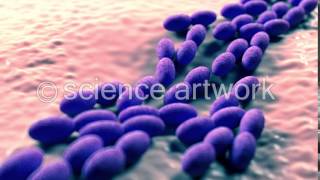 Acetobacter bacteria stock videos by science artwork [upl. by Salguod]