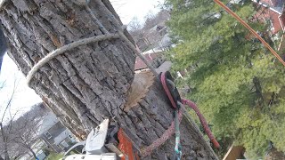 Safebloc Basic Setup  Arborist Rigging Basics [upl. by Ydoj]