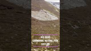 Scotland  Cairngorms National Park [upl. by Riancho]