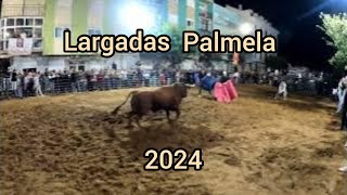 Largada de Touro Palmela 2024 [upl. by Sibylle]