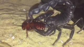 Androctonus Crassicauda Arabian Fat Tailed Scorpion Periplaneta Americana Feeding [upl. by Lerej560]