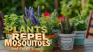 11 Powerful Plants That Repel Mosquitoes and Insects Naturally  Pest Control Tips  Easy recipes [upl. by Jone]