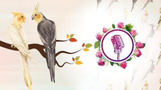 Cockatiel bird to singing and talking  cockatiel singing training [upl. by Luane520]