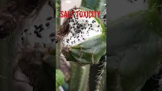 Xerophytes Cactus Have Roots Till Water Table facts biology xerophytic facts shorts vedantu 10 [upl. by Mersey]