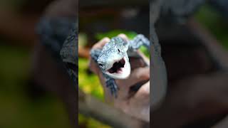 The wildest species of monitor lizard the blue tree monitor treemonitor bluetreemonitor [upl. by Gnilrac]