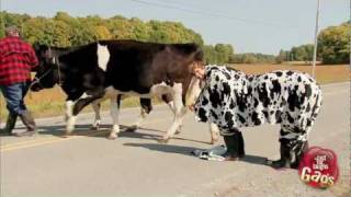 Most Wanted Cow Fugitive Prank [upl. by Nahtaj104]