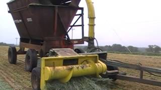 Chopping triticale for silage [upl. by Miharbi]