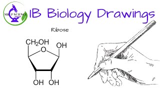 Drawing a Ribose [upl. by Hijoung]