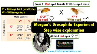 Morgans Drosophila Experiment  Step By Step explanation discovering Genetic Linkage [upl. by Alleris641]