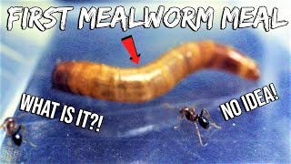 FIRE ANTS REACT TO THEIR FIRST MEALWORM  NEWBIE FIRE ANTS [upl. by Maurizio]