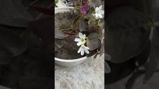 Oxalis triangularis🍀nature gardenflowerplants peace gardenplants flowers [upl. by Polik]