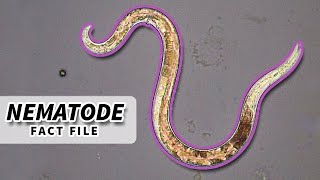 Nematoda Facts ROUNDWORM Facts and Information  Animal Fact Files [upl. by Jotham]