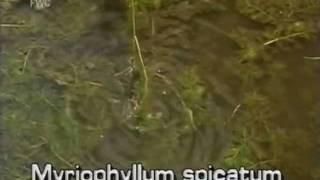 Eurasian watermilfoil Myriophyllum spicatum [upl. by Cerracchio]