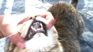 how to check a cats mouth [upl. by Jara]