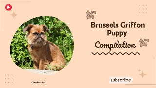 Brussels Griffon Puppy Compilation pet [upl. by Nevsa678]