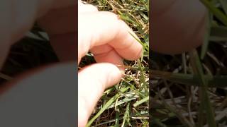 How to Check for Bill Bugs in Your Lawn  DoMyOwncom [upl. by Milda]